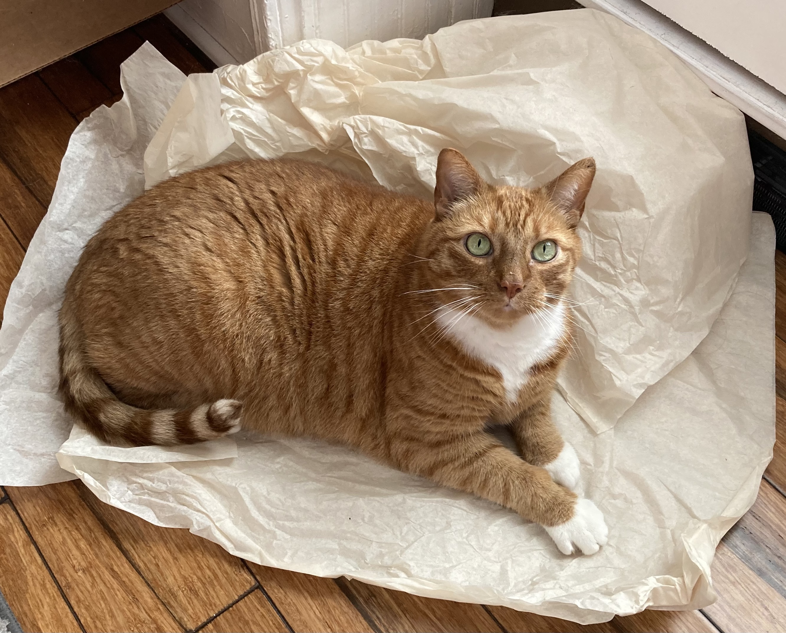 mittens_the_code_cat